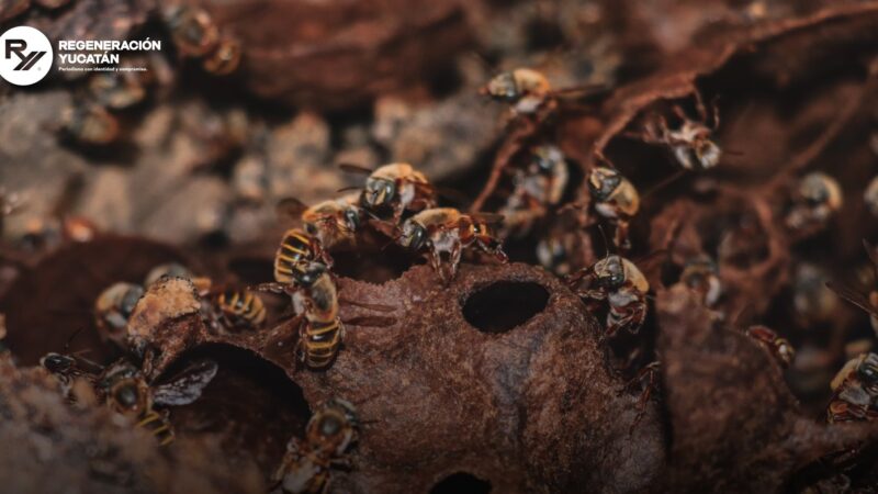 Apicultura con futuro: Yucatán impulsa a sus productoras y productores de miel
