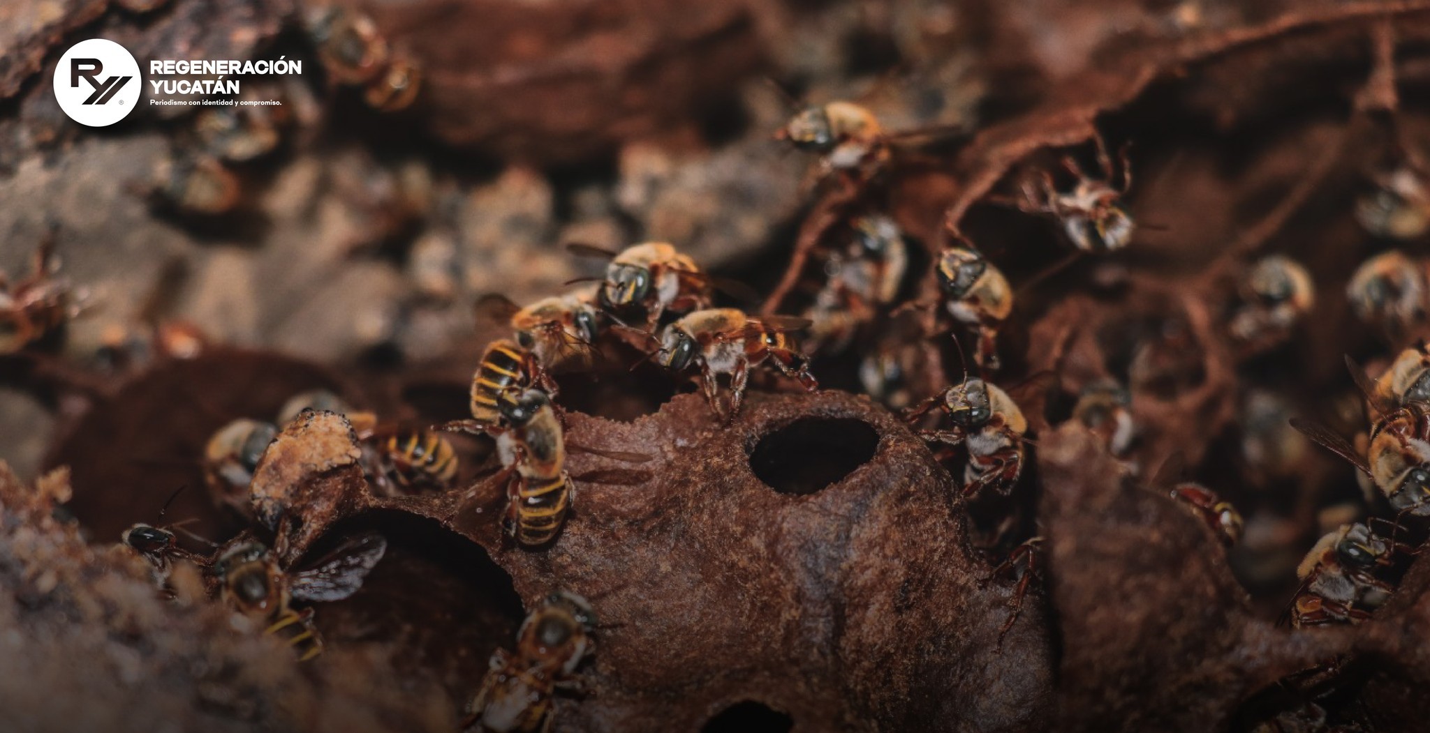 Apicultura con futuro: Yucatán impulsa a sus productoras y productores de miel