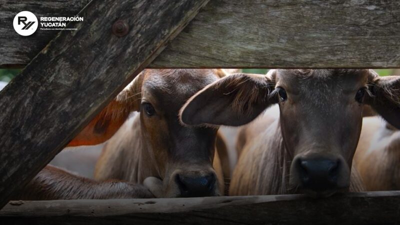Atención rápida contra el gusano barrenador en Yucatán