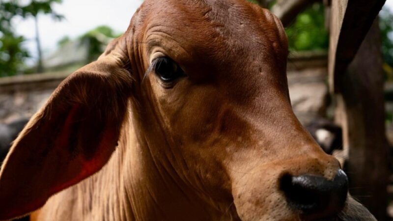 Yucatán refuerza acciones contra el gusano barrenador