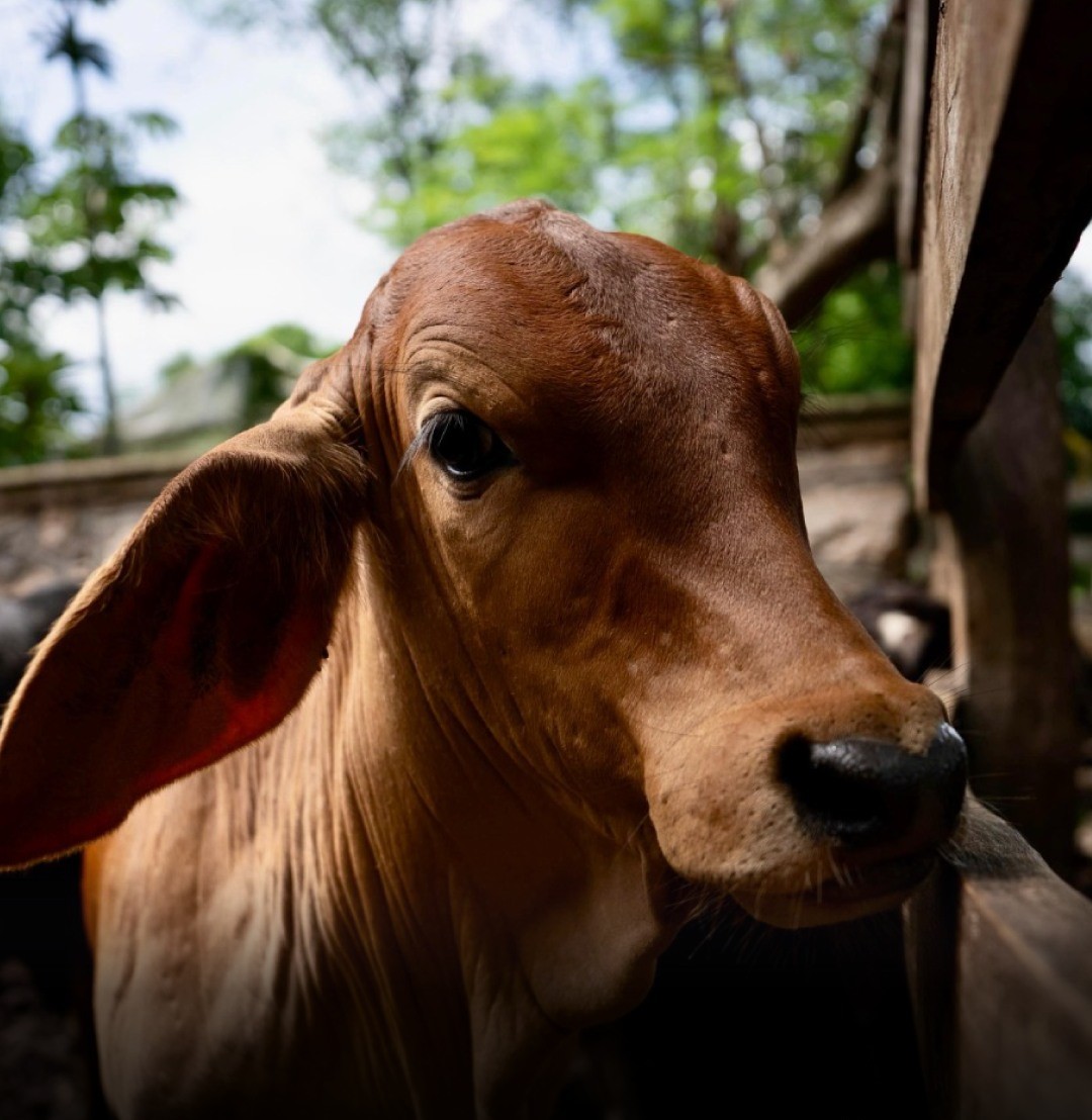 Yucatán refuerza acciones contra el gusano barrenador