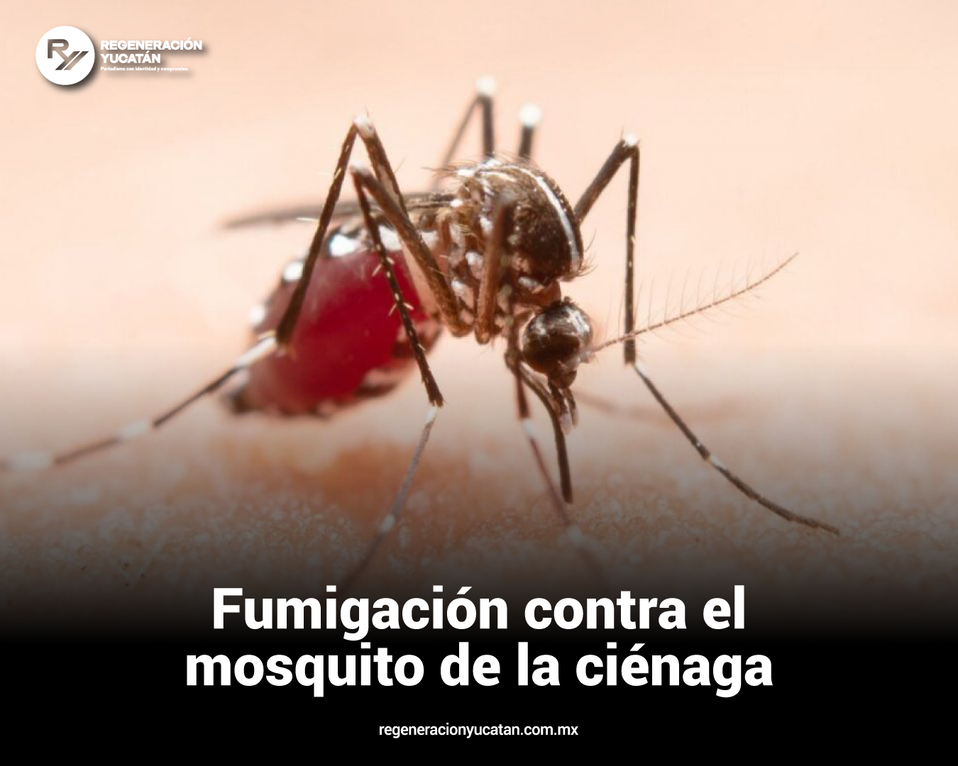Gobierno del Estado refuerza acciones contra el mosquito de la ciénaga